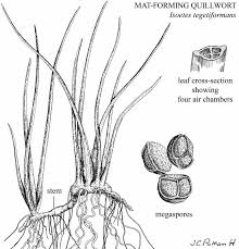 Image result for Isoetes schweinfurthii