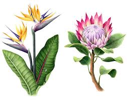 Bird Of Paradise Plant Watercolor Volha Sakovich Illustration Of A Bird Of Paradise And Other Pink Flower Watercolor Illustration Botanical Watercolor Botanical Art Plant Illustration