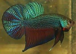 ป กพ นโดย botelho negocios imobiliarios ใน fighting fish hybrids ปลาก ด ต ปลา