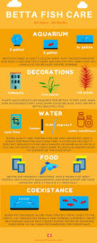 Betta Care 101 Infographic Betta Fish Care Betta Fish Betta Aquarium