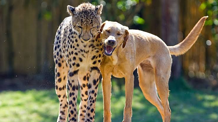 Animal Odd Couples | Excerpt: The Emotional Lives of Animals | Nature | PBS