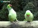 Pictures of 2 parrots talking like humans in a way <?=substr(md5('https://encrypted-tbn0.gstatic.com/images?q=tbn:ANd9GcQEuotrlQCWE536Y7K3PKyD9du0Vg-4T60sftnQPFsSoVoy2Grps32SAVE2'), 0, 7); ?>