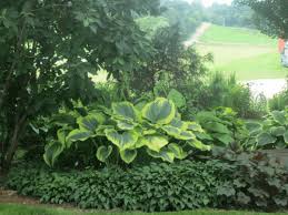 Hydrangeas are popular for having big and colorful flowers. Creative Ideas For Perennial Bed Borders Using Hostas Favorite Perennials