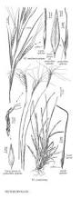 Image result for Heteropogon contortus