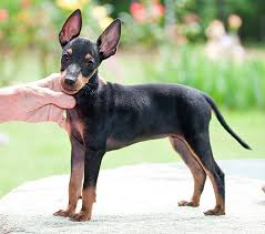 Black And Brown Terrier Dog Manchester Terrier English Toy Terrier Black And Tan Terrier Dogs Puppy English Toy Terrier Toy Manchester Terrier Terrier Puppies