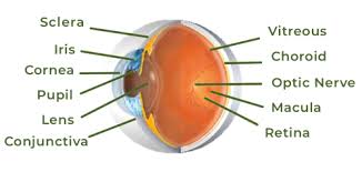 Image result for Sclera