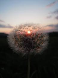 Sunset Dandelion Aesthetic Aesthetic Photography Nature Sunset Wallpaper Nature Aesthetic