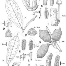 Image result for Uvariastrum