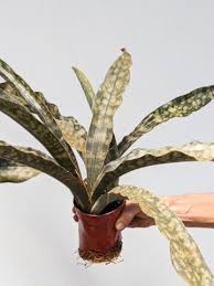 Image result for Sansevieria kirkii
