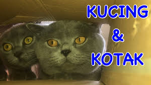 Dari namanya pastilah tertebak asalnya yaitu inggris. Kucing Kotak British Shorthair Scootish Fold Youtube