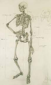 Tips for digital coloring and shading. Anatomical Human Skeleton Drawing By Christina Lum Bridgeview Alumni Skeleton Drawings Human Figure Drawing Drawings