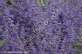 Image result for Perovskia atriplicifolia lacey blue lisslitt photo