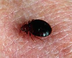 Kafer im schlafzimmer kleine springende insekten um diesen. Blutsaugende Insekten Im Bett Oder Wer Beisst Nachts