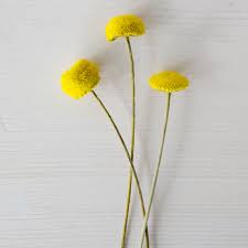 Get the best deals on unbranded yellow dried flowers. Yellow Dried Floral Buttons Fiftyflowers Com