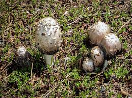 Image result for Coprinus comatus