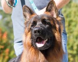 Our sires and dams are ddr, west german, and czechoslovakian working lines. Gsd Breeder Associates Wanted In Ohio Fleischerheim German Shepherds For Sale