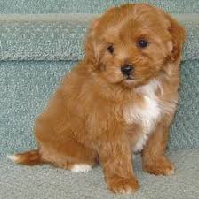 Moodle Maltese X Toy Poodle Fluffypuppies Puppies And Kitties Maltese Poodle Cute Animals