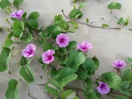 Image result for Ipomoea pes-caprae