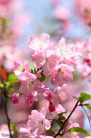 We did not find results for: ã‚«ã‚¤ãƒ‰ã‚¦ Spring Flowers Beautiful Flowers Pretty Flowers