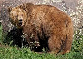 Maybe you would like to learn more about one of these? Hd Wallpaper Grizzly Bear Montana Bozeman Montana Grizzly Encounter Animal Wallpaper Flare