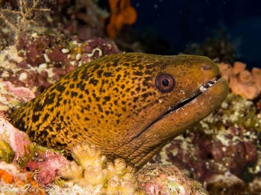 Steve's Bommie, Ribbon Reefs