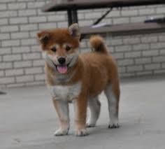 The japanese shiba inu is a hunting dog breed. Shiba Inu Puppies For Sale In Il Lancaster Puppies