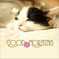 Good Morning Cat Morning Cat Good Morning Cat Cute Good Morning Quotes