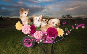 Check spelling or type a new query. Spellhound Professional Dog Photography On Location Photo Shoots