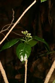 Image result for Montiniaceae