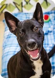 Black And White Hound Mix Dog Rosemount Mn Pharaoh Hound Labrador Retriever Mix Meet Rudy A Dog For Adoption Labrador Retriever Mix Pets Pharaoh Hound