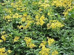 Image result for Senecio sp.no.1