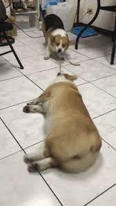 50 gifs of dogs making complete fools of themselves. Pin On Ha