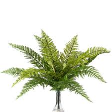Image result for Dryopteris
