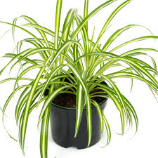 Image result for Chlorophytum lancifolium