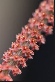 Image result for Oberonia