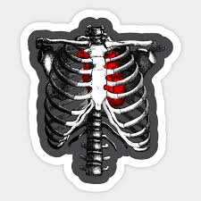 Anatomy rib cage muscles.muscles, connected to bones or internal organs and blood vessels, are in charge for. Ribcage Skeleton Red Heart Anatomy Skeleton Rib Cage Sticker Teepublic