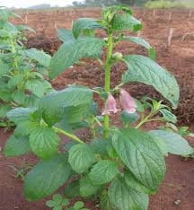 Image result for Ceratotheca sesamoides