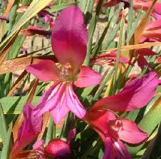 Image result for Gladiolus curtifolius