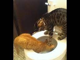 New Funny Cat And Dog Video 2018 That Will Make You Laugh Funny Cat And Cat And Dog Videos Funny Cats And Dogs Dog Gifs