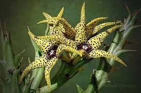 Image result for Orbea caudata
