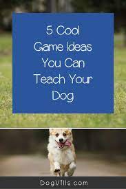 Indoor Training Games Both You And Your Dog Will Love Dog Training Advice Dog Training Tips Puppy School