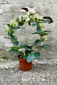 Image result for Stephanotis