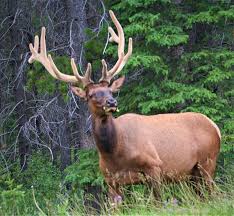 A little harder to find.but the better places usually are. Bow Valley Parkway Banff All You Need To Know Before You Go Updated 2021 Banff Alberta Tripadvisor