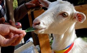 One of the largest farms in london, mudchute park and farm covers 32 acres in the isle of dogs. Uk Settlements Reached In 2009 Godstone Farm E Coli Outbreak Food Safety News