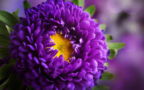 The canvas print is on wooden frame with. Purple Beautiful Flowers Images For Wallpaper Novocom Top