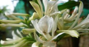 Image result for Corymborkis corymbis