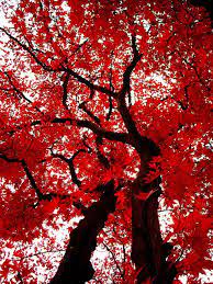 Japanese Maple Beautiful Tree Japanese Maple Japanese Maple Tree