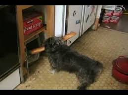 Watch Dog Can T Fit Baguette Through Door Cute Little Dogs Cat And Dog Videos Dogs