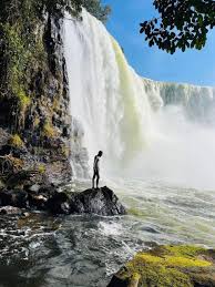 Image result for Zygotritonia atropurpurea