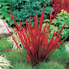 This simplifies their care and lets you just enjoy the flowers. Japanese Blood Grass Red Baron Dobies